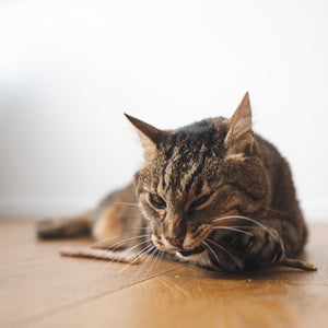 Cat Wellness Set – set benessere per gatti