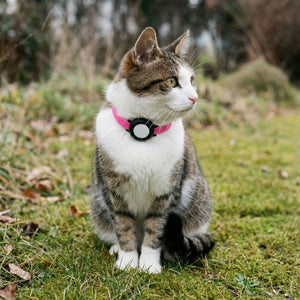 Getigerte Katze mit pinkem NEMO Halsband und Sicherheitsverschluss im Gras