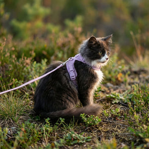 Pettorina per gatti EXPLORER in lilla, gatto seduto nell'erba autunnale nella luce dorata della sera
