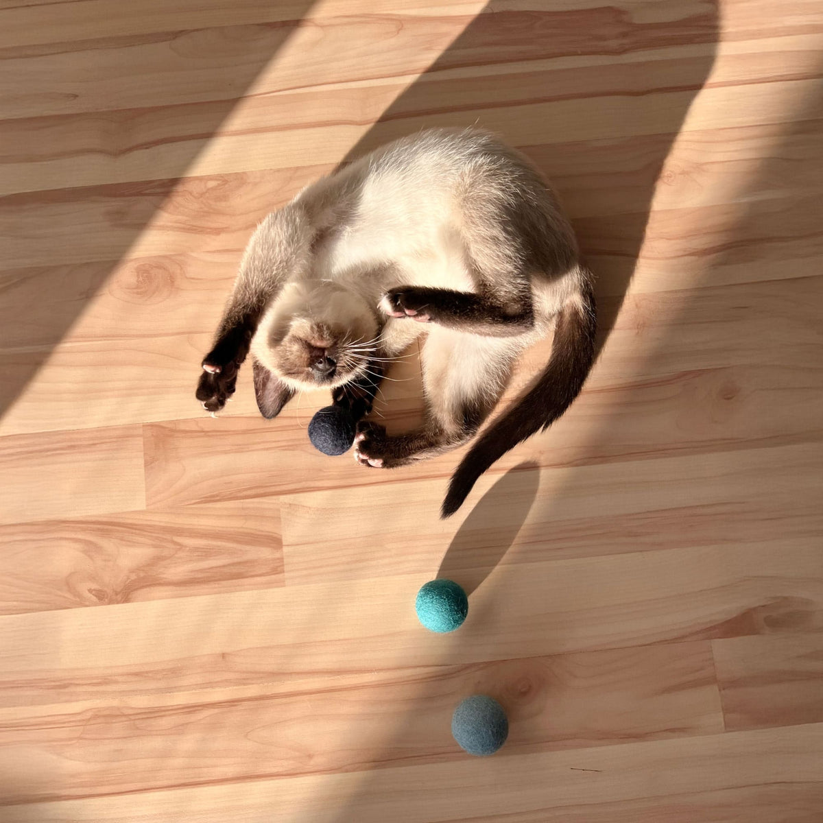 Gatto visto dall'alto con le palline di feltro OCEAN VIBES su pavimento in legno