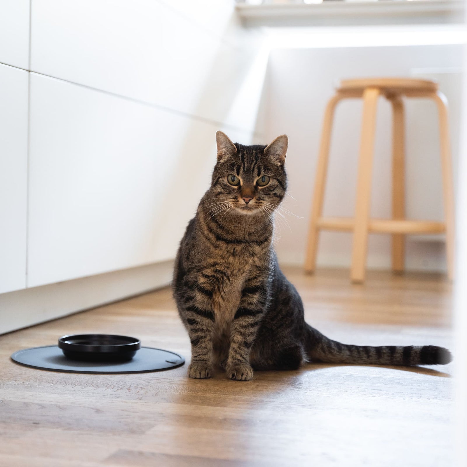 CIRCLE Napfunterlage in Anthrazit, getigerte Katze sitzt neben der runden Silikonmatte in der Küche
