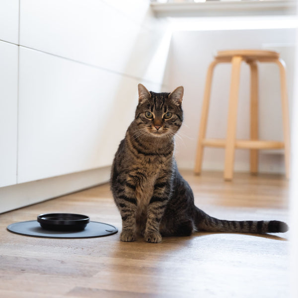 CIRCLE Napfunterlage in Anthrazit, getigerte Katze sitzt neben der runden Silikonmatte in der Küche