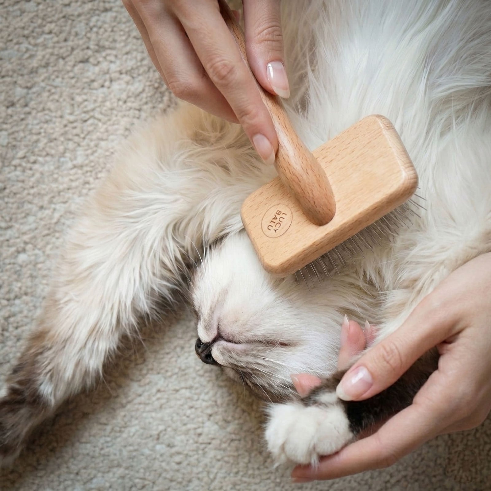FURRY Slickerbürste aus Holz, sanftes Bürsten einer schlafenden Ragdoll-Katze