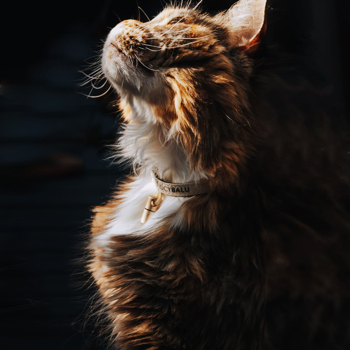 Gatto con elegante collare in nylon e capsula di emergenza – accessorio di alta qualità per gatti che escono.
