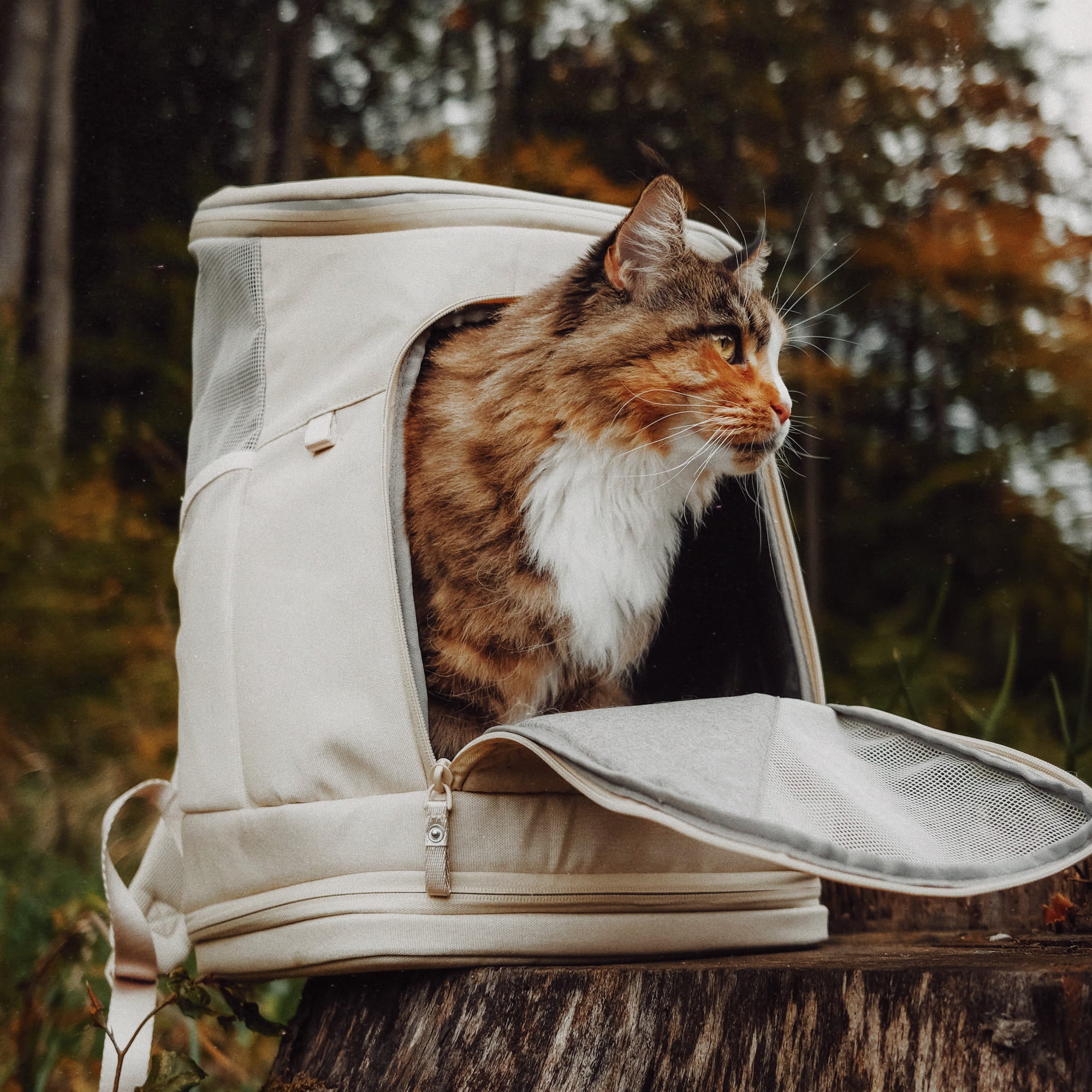 Zaino per gatti HOP-ON in sabbia, gatto tigrato che guarda fuori, sfondo boschivo