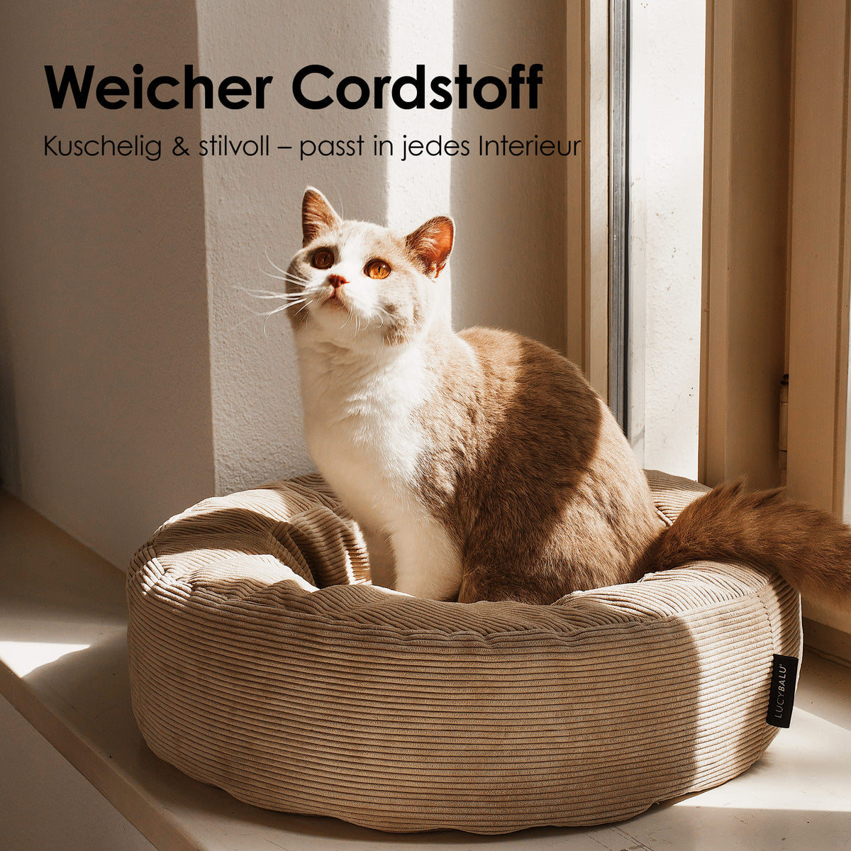 NEST Katzenbett in Sand, Katze sitzt aufrecht darin und blickt interessiert ins Sonnenlicht