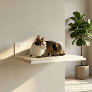 Gatto sdraiato in modo stabile sulla mensola a parete STRAIGHT in bianco – salotto luminoso con pianta.