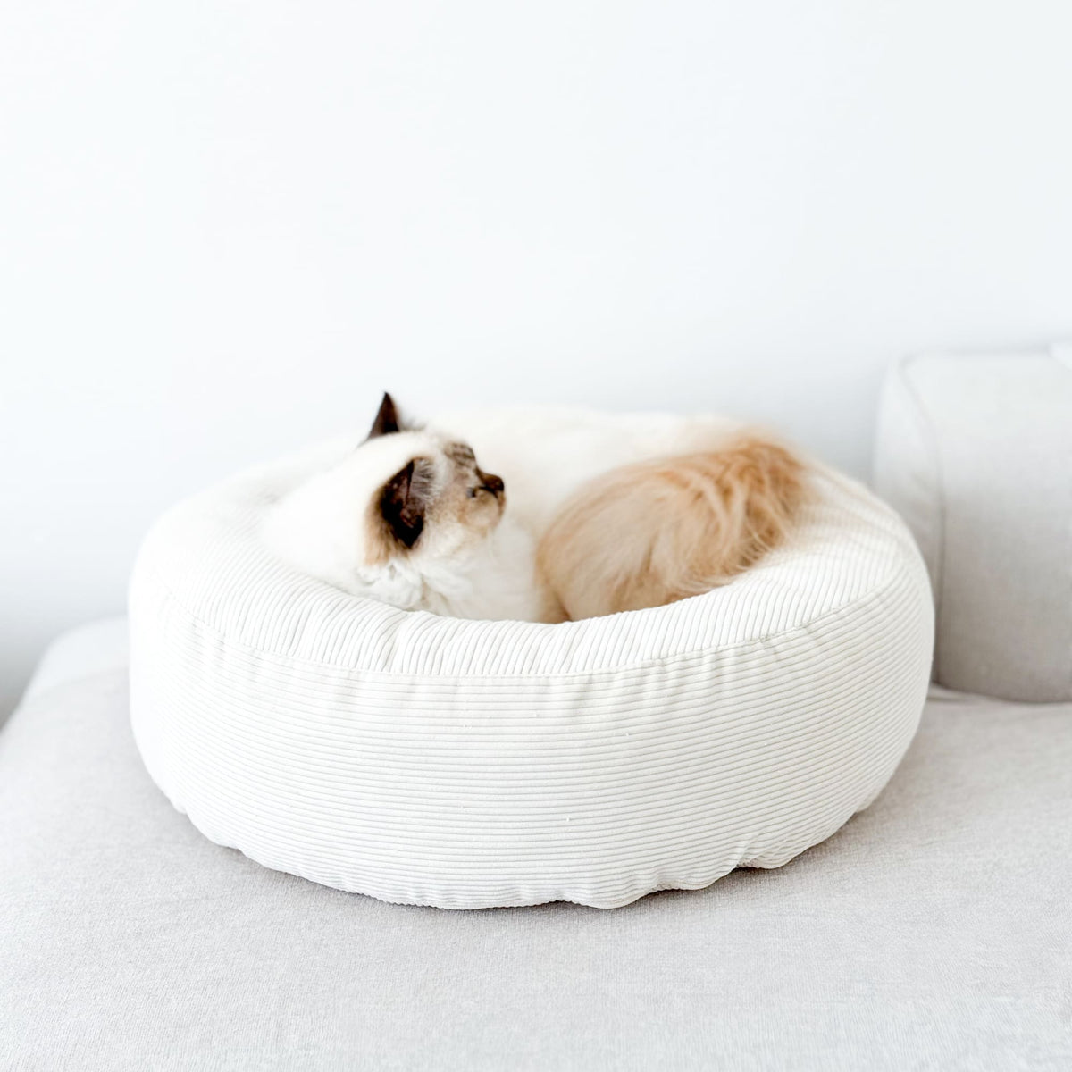 NEST Katzenbett in Weiß, Ragdoll-Katze liegt zusammengerollt im runden Cordbett