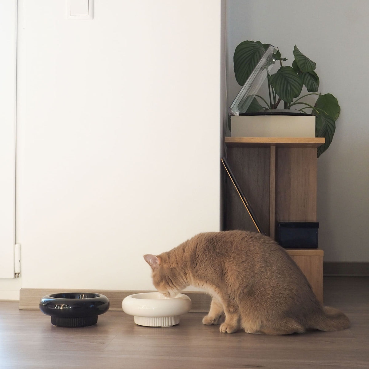 Ciotole per gatti MYCO in nero e bianco, gatto rosso che mangia dalla ciotola bianca in soggiorno