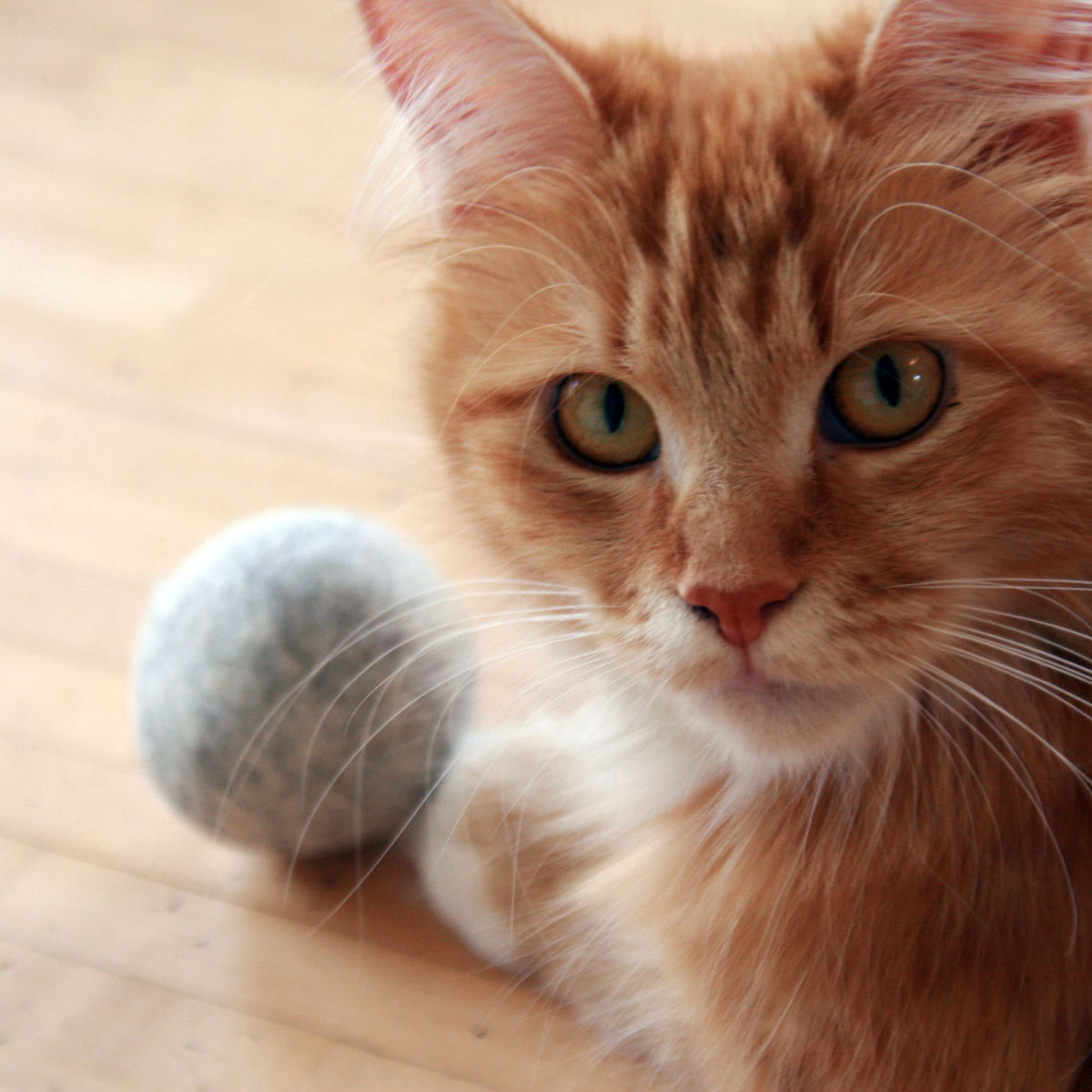 Un chat roux à poil long avec la balle en feutre MINT BALL grise au premier plan