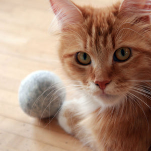 Un chat roux à poil long avec la balle en feutre MINT BALL grise au premier plan