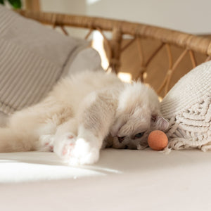 Kätzchen liegt neben PEACH FUZZ Filzball