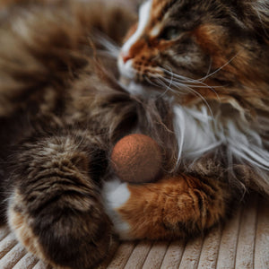 Katze hält PEACH FUZZ Filzball zwischen den Pfoten