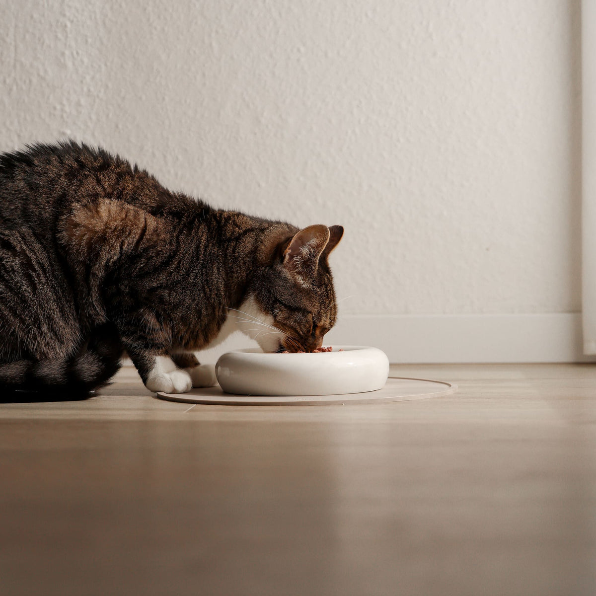 Un chat mangeant dans le bol pour chat DROP en blanc brillant – position de repas surélevée et ergonomique.