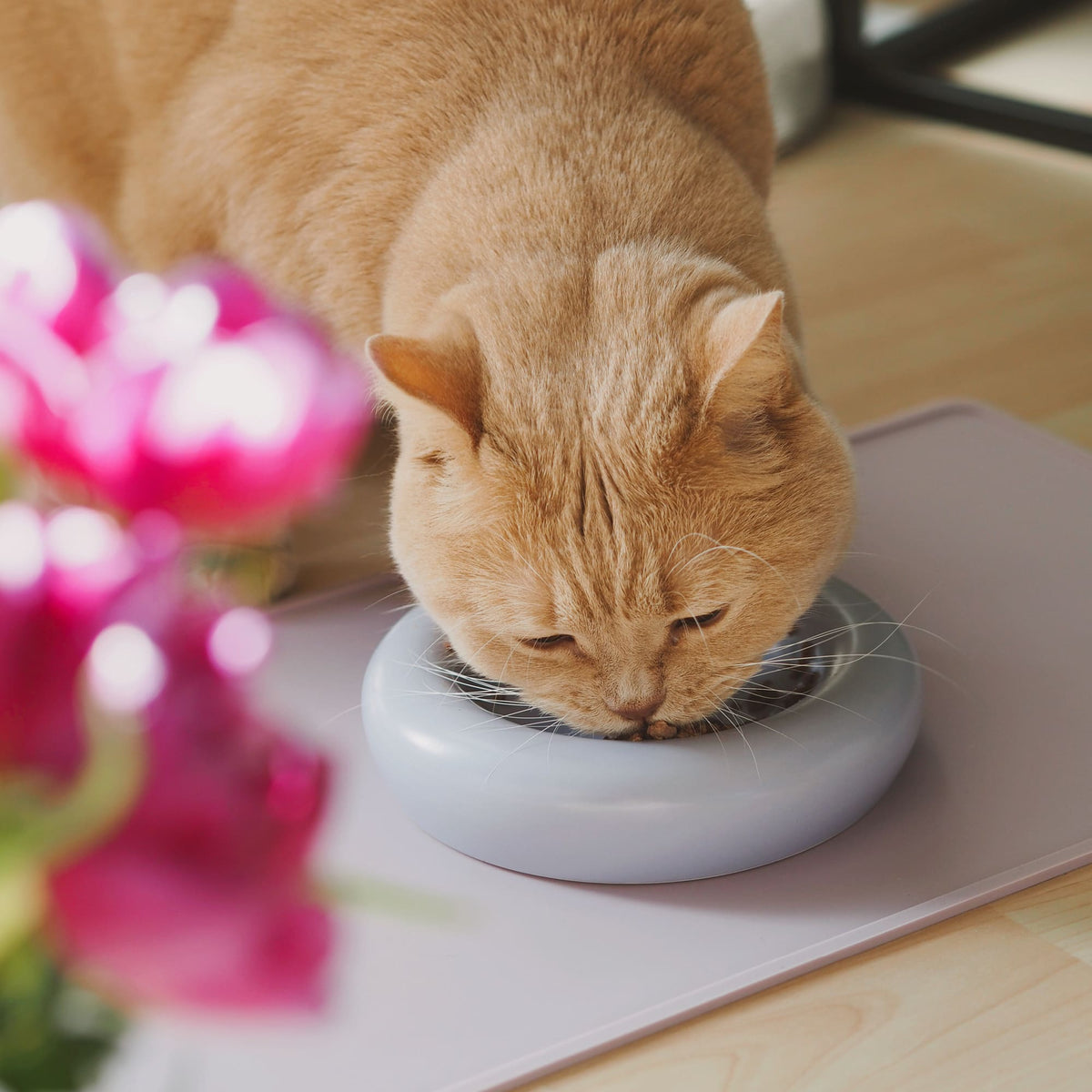 Un chat mangeant dans le bol pour chat DROP en lilas mat sur un tapis – avec des fleurs au premier plan.