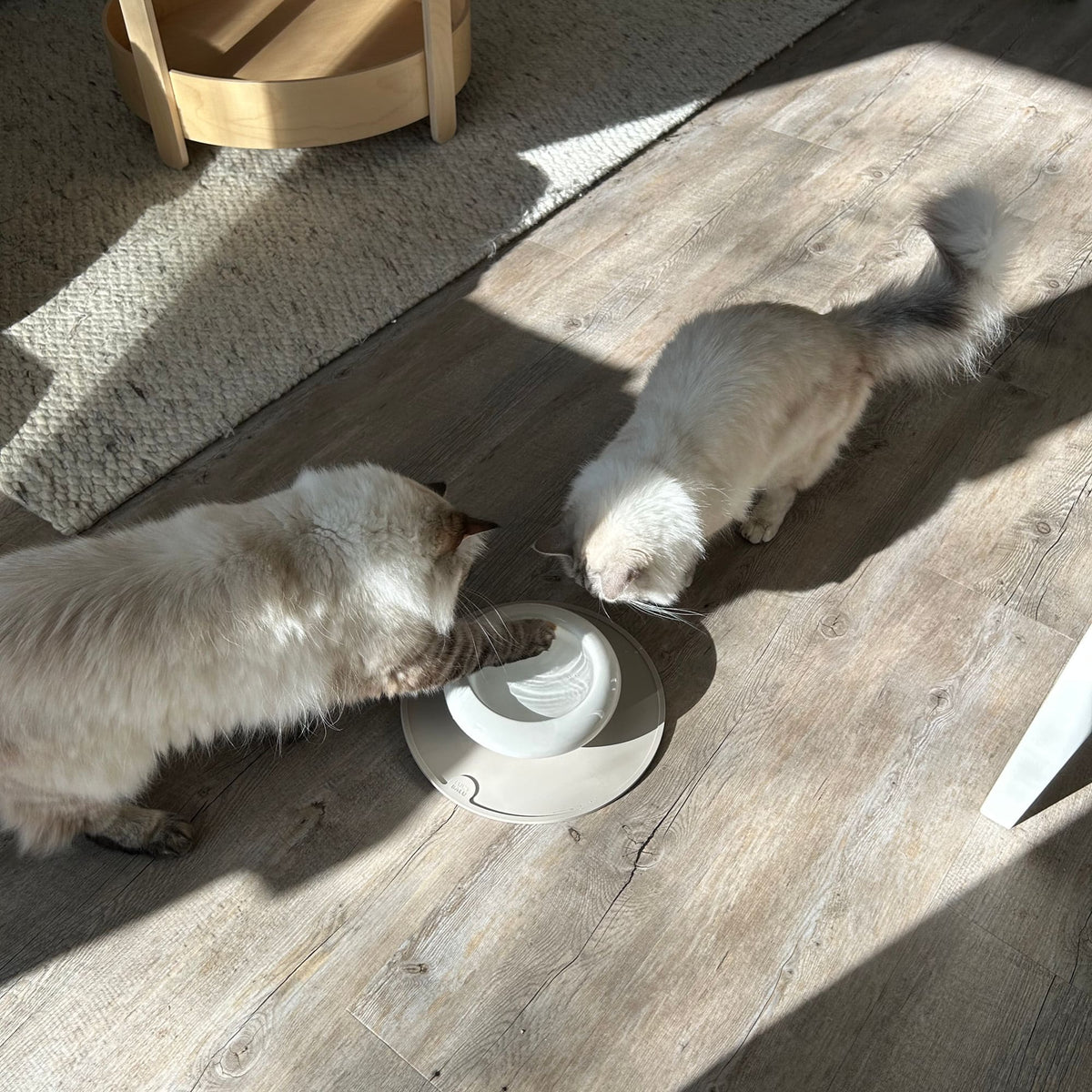 Ciotola per l'acqua MYCO in bianco, due gatti Ragdoll che bevono insieme nella luce del sole
