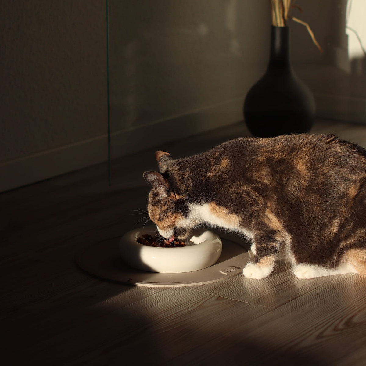 Un chat mangeant dans le bol pour chat DROP en blanc brillant – position de repas surélevée à la lumière du soir.