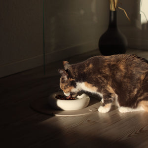 Un chat mangeant dans le bol pour chat DROP en blanc brillant – position de repas surélevée à la lumière du soir.