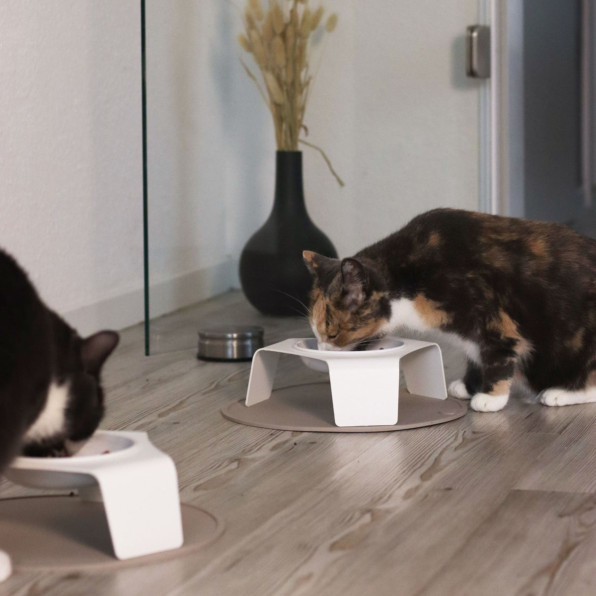 Due gatti che mangiano contemporaneamente da ciotole DELI bianche su tappetini