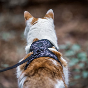 Pettorina per gatti EXPLORER stampa leopardo con guinzaglio, vista posteriore del gatto a passeggio all'aperto