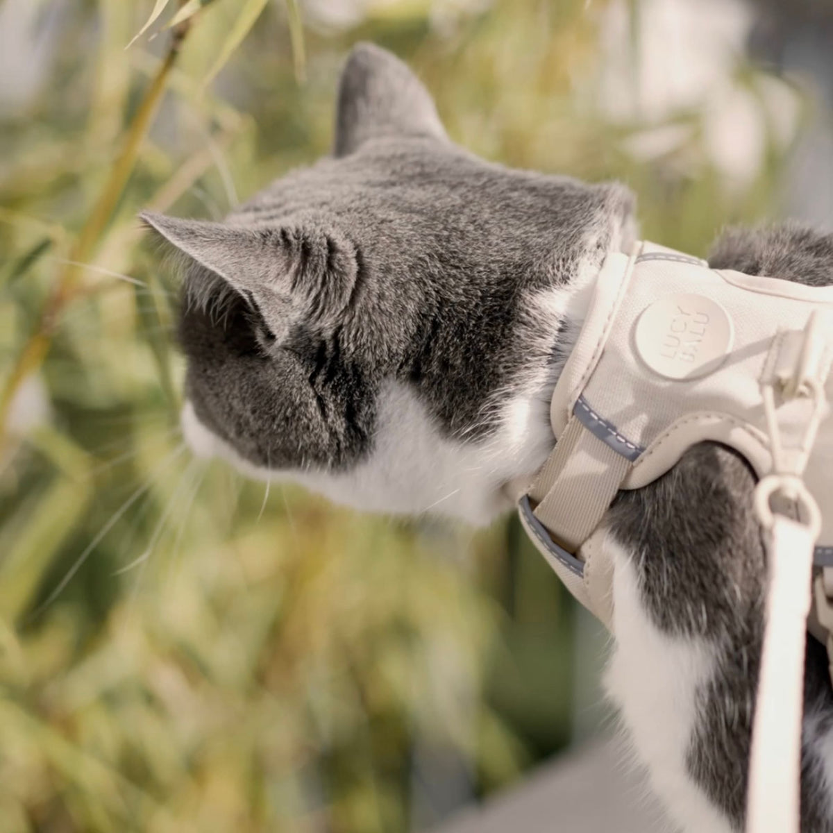 Pettorina per gatti EXPLORER in sabbia, primo piano del gatto nell'erba alta