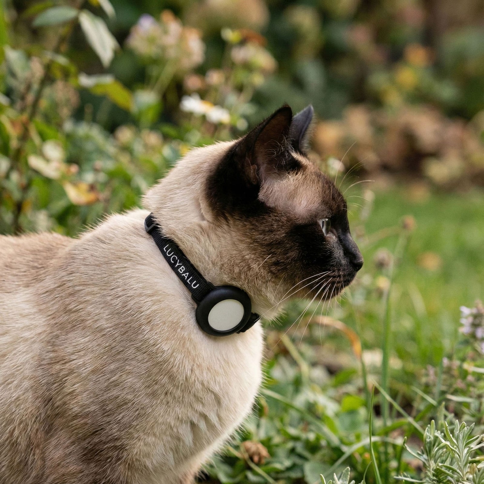 Katze im Garten mit schwarzem DORI Katzenhalsband und AirTag-Halterung