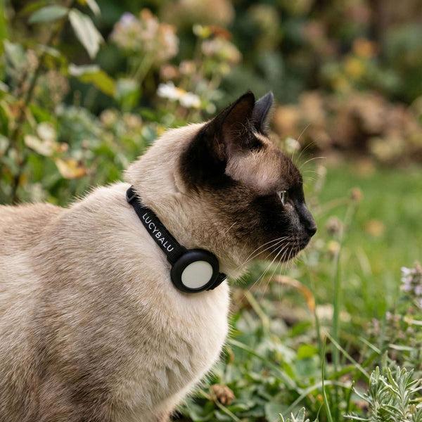 Katze im Garten mit schwarzem DORI Katzenhalsband und AirTag-Halterung