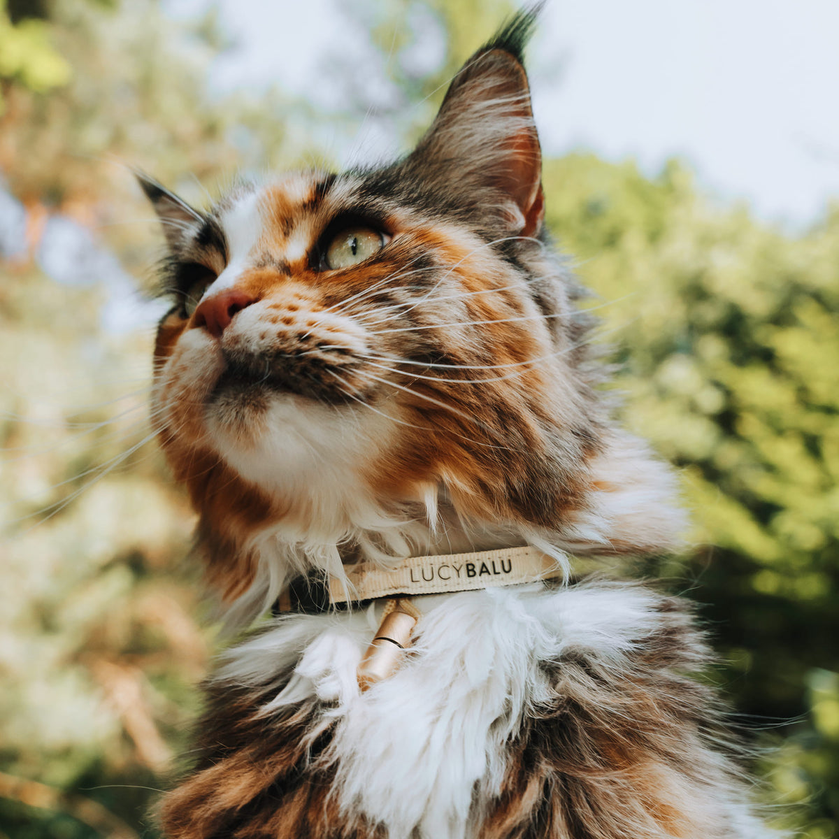 Maine Coon con collare per gatti beige e capsula di emergenza – collare elegante per gatti che escono.
