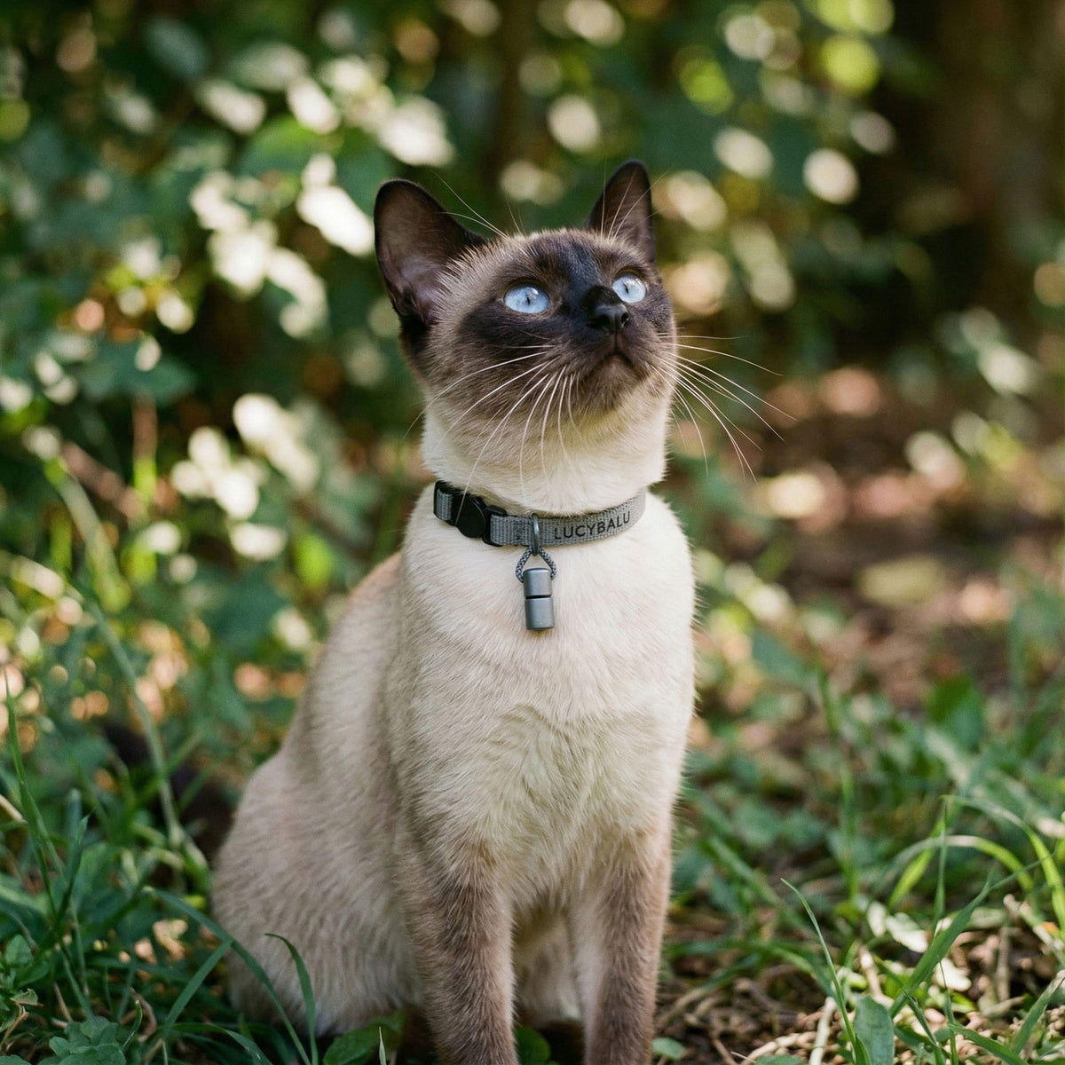Collare per gatti WILLY con capsula portanome in grigio