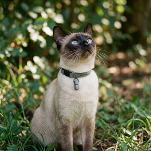 Collare per gatti WILLY con capsula portanome in grigio