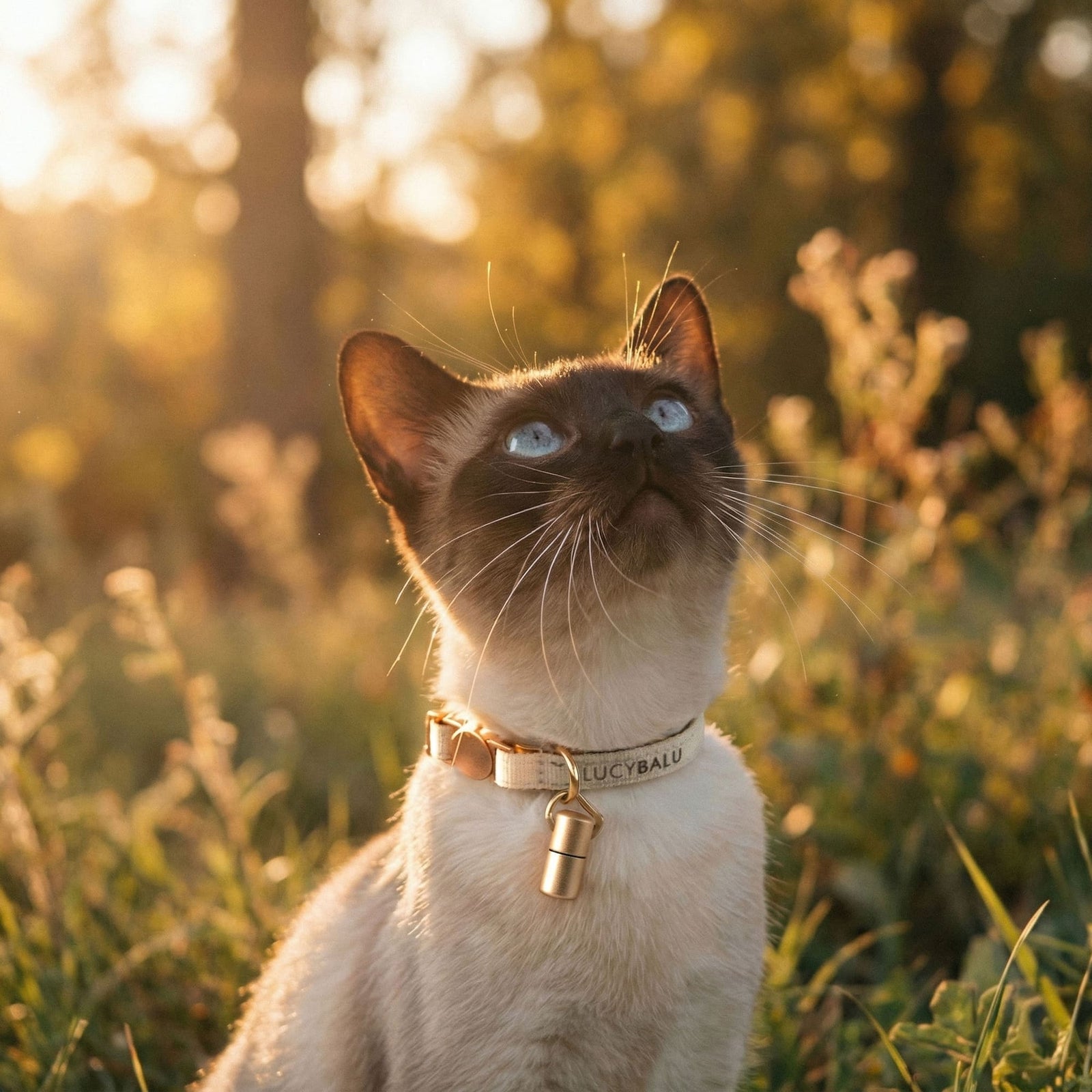WILLY Katzenhalsband mit Namenskapsel in Sand