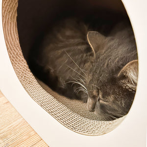 PAPERCAVE Katzenhöhle, getigerte Katze schläft zusammengerollt in der Höhle