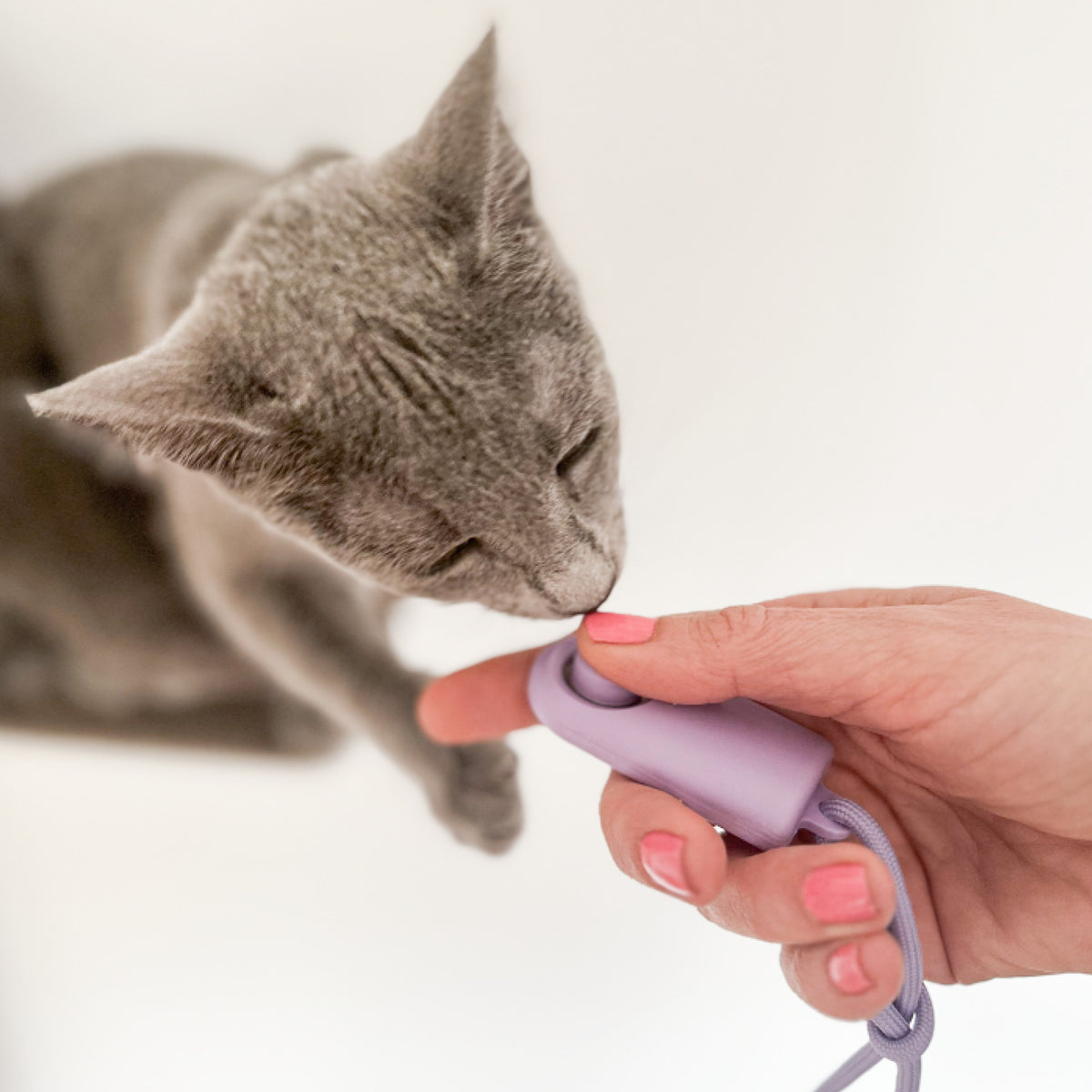 Katze schnuppert an CLICKER Trainings-Klicker in der Hand