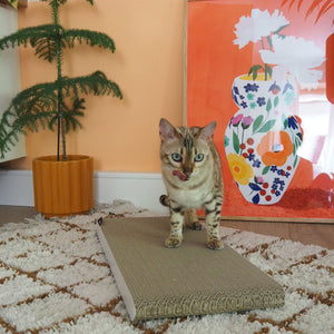 Gatto in piedi sulla tavola da grattare SCRATCHPAPER in un soggiorno arredato con colori vivaci