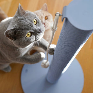 Gatto grigio e gatto rosso che giocano alla colonna tiragraffi PAPERPOLE in blu – primo piano dall'alto.