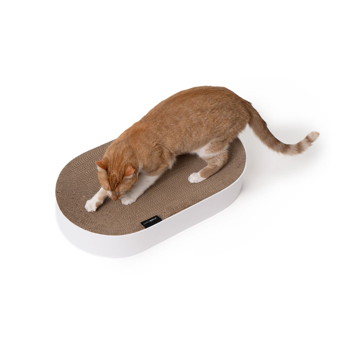 Lit à griffer SCRATCHBED en blanc, un chat roux et blanc griffant la surface en carton ondulé