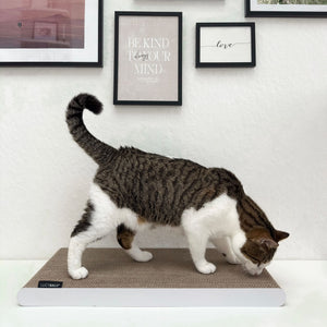 Gatto annusa la tavola da grattare SCRATCHPAPER in cartone ondulato