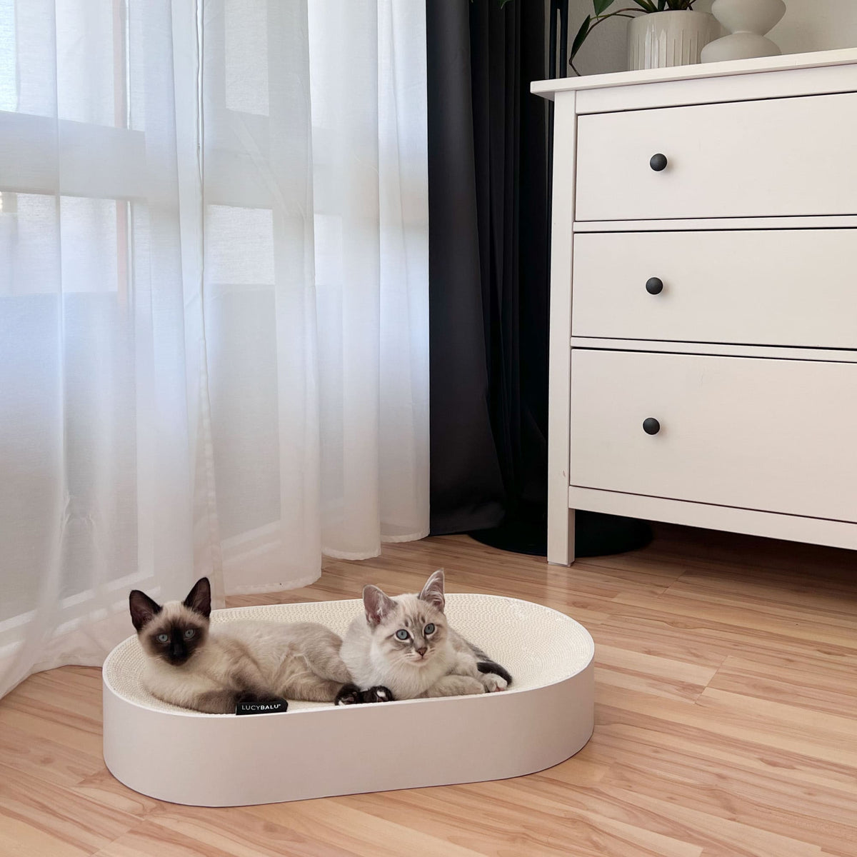 Lit à griffer SCRATCHBED en blanc, deux chatons siamois blottis ensemble à l'intérieur dans le salon