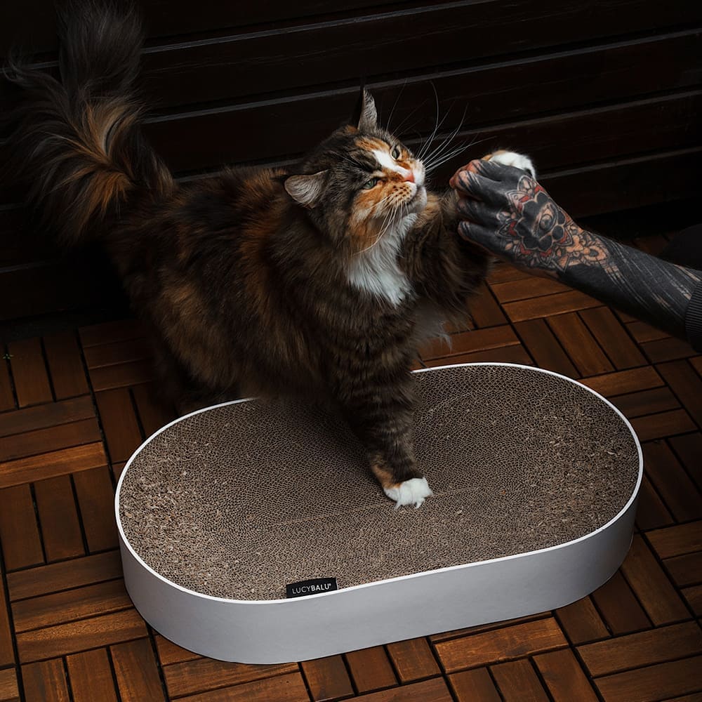 Lit à griffer SCRATCHBED naturel sur la terrasse, un chat Maine Coon jouant avec son humain