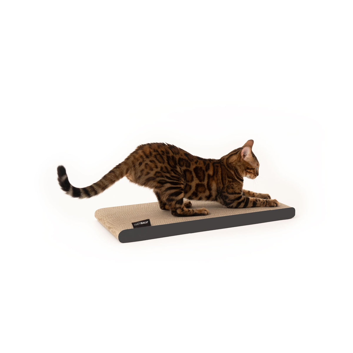 Gatto gratta la tavola da grattare SCRATCHPAPER color antracite