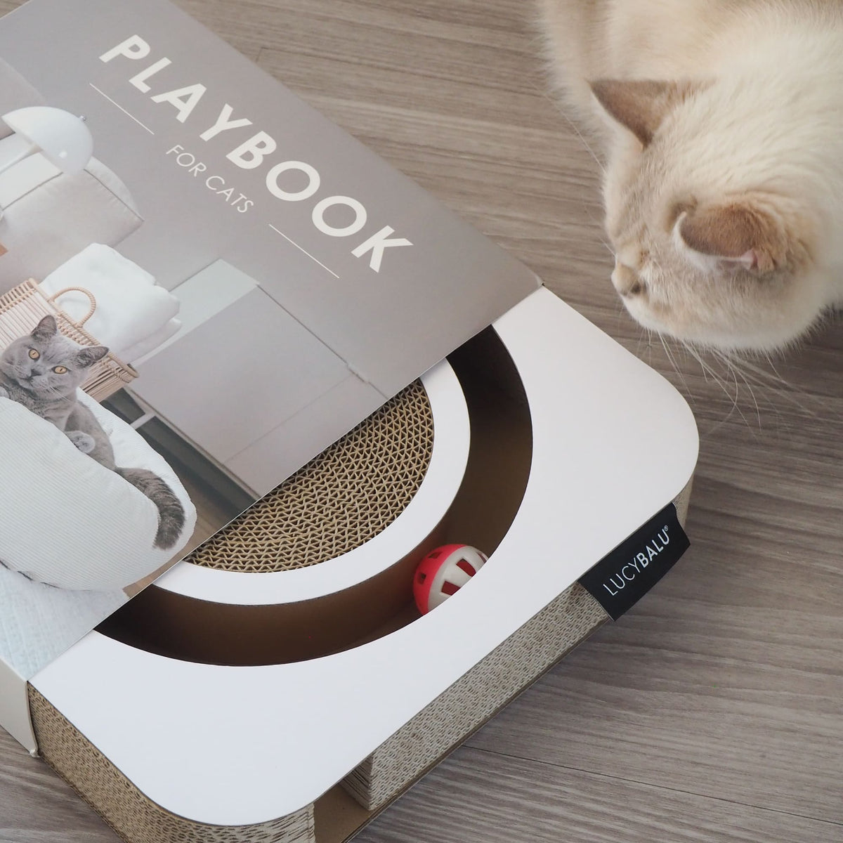 Katze betrachtet das LucyBalu PLAYBOOK, ein Katzenkratzspielzeug im Table Book Look mit integrierter Kratzfläche und Ball im Inneren