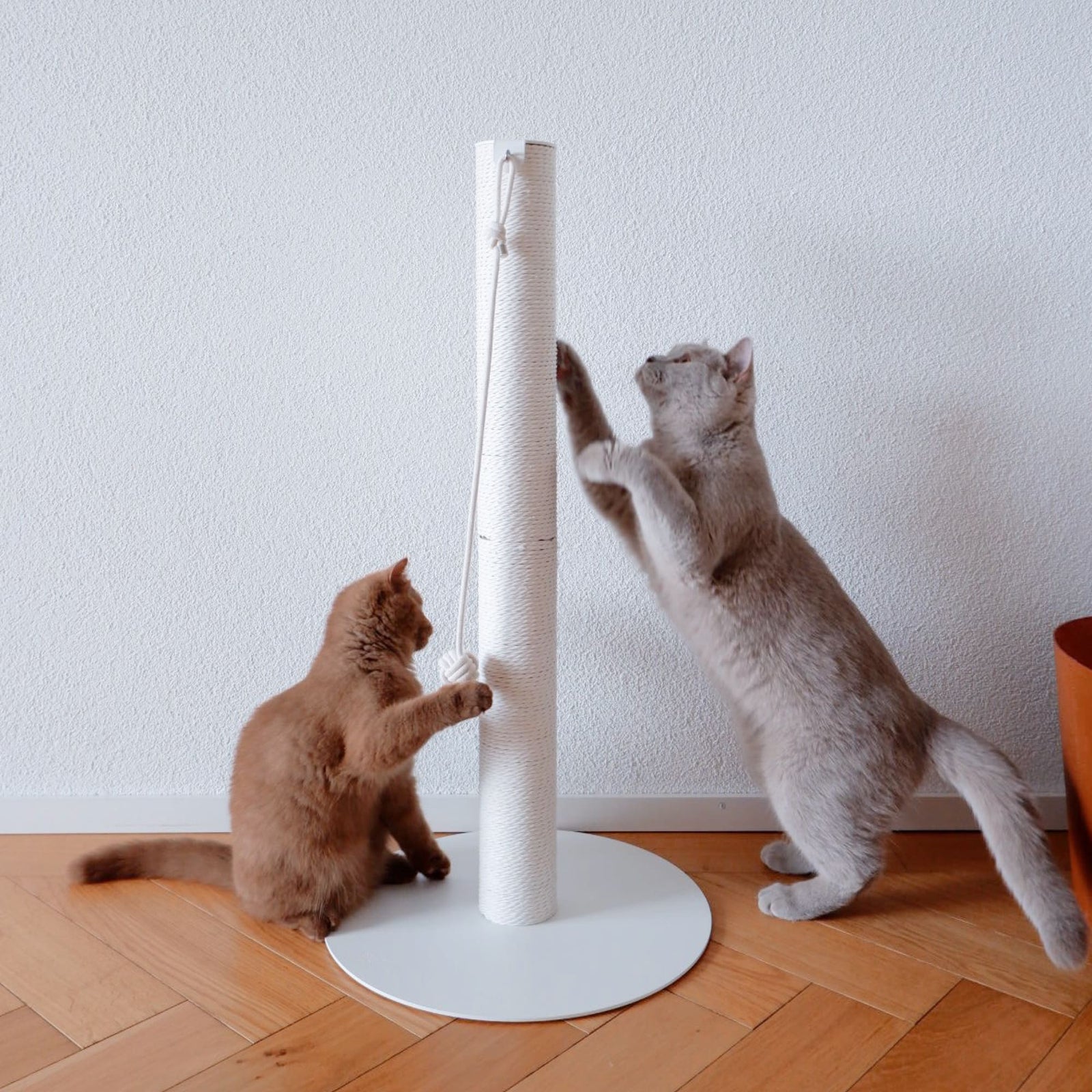 PAPERPOLE Kratzsäule in Weiß mit Papierseil – zwei Katzen erkunden die freistehende Kratzmöglichkeit im Wohnzimmer.