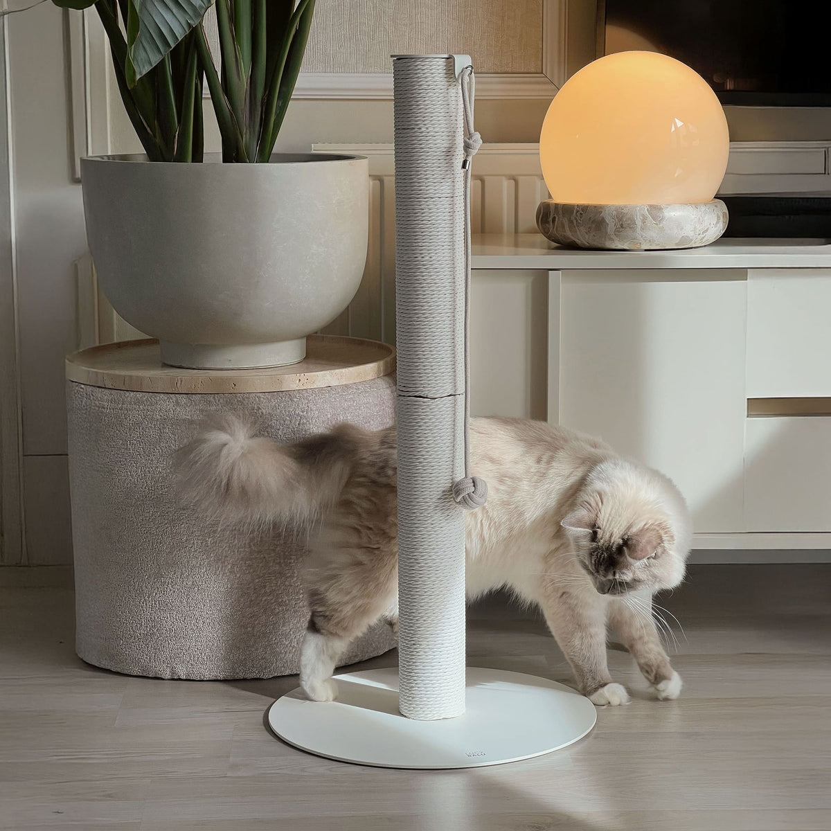 Colonna tiragraffi PAPERPOLE in bianco in un salotto accogliente – due gatti a pelo lungo che esplorano l'opzione di grattatura.