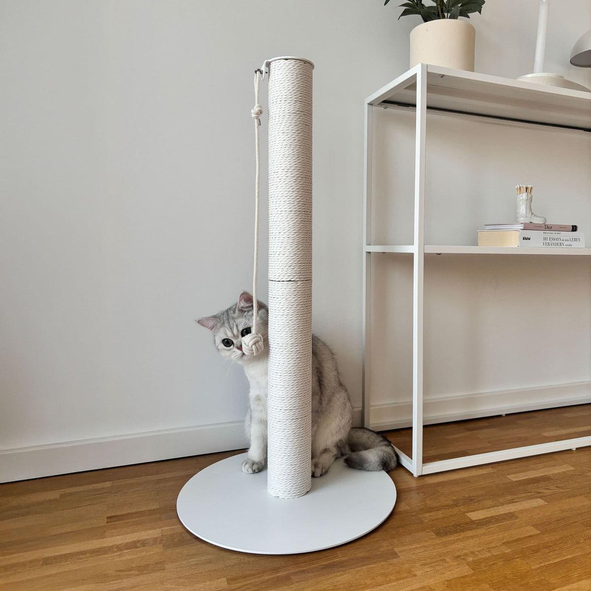Gattino seduto accanto alla colonna tiragraffi PAPERPOLE in bianco – interno luminoso con scaffale.