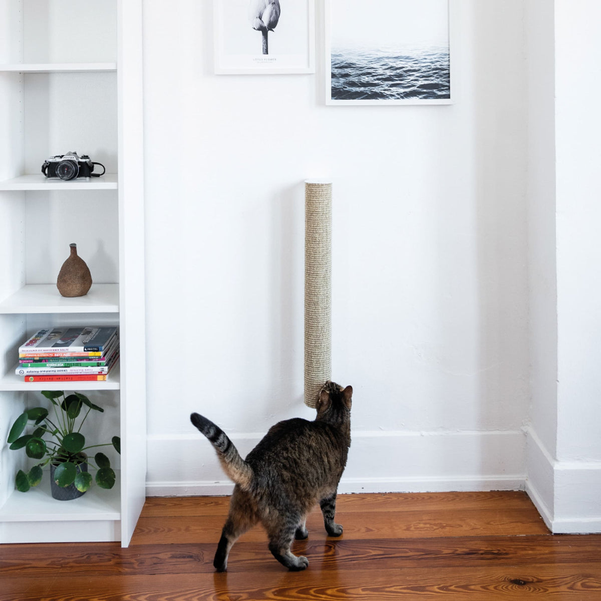 Katze kratzt an freistehender CATWALK Kratzsäule Weiß im Wohnzimmer