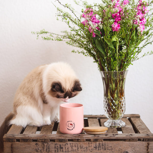 Katze schnuppert an rosé SNACK BAR Leckerlidose - Hello Kitty Edition mit Bambusdeckel
