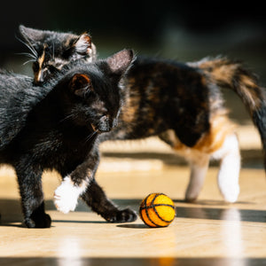 Zwei Kätzchen spielen mit orangenem SUPER BALLS Basketball aus Filz