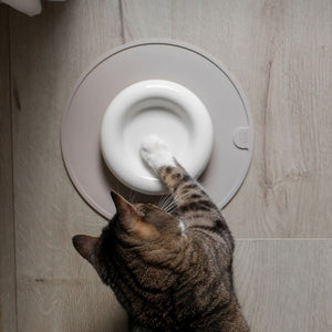 Un chat touchant le bol pour chat DROP en blanc brillant sur un tapis assorti – vue de dessus.