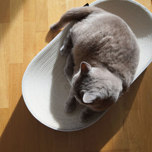 Lit à griffer SCRATCHBED en blanc, un chat British Shorthair gris dormant roulé en boule dans la lumière du soleil