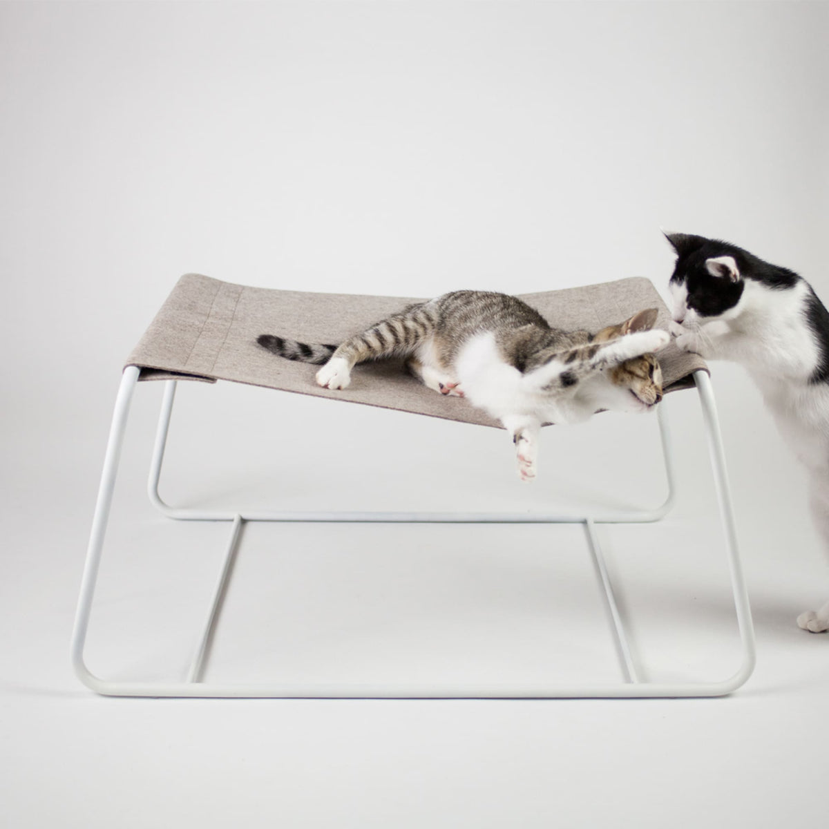 Zwei Katzen spielen auf der beigen FLOAT Hängematte mit weißem Gestell, Studioaufnahme